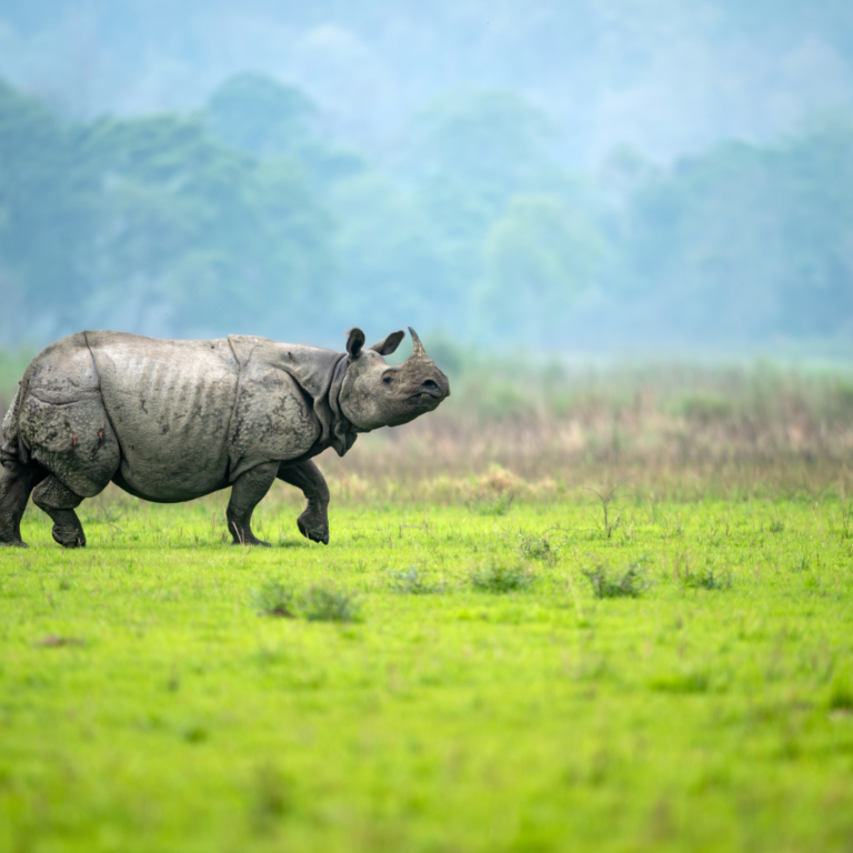 Assam